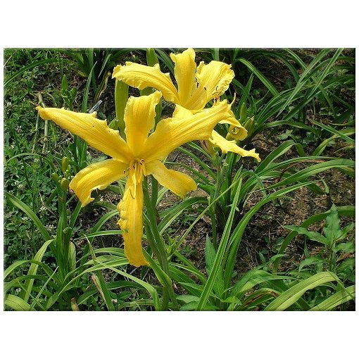 Hemerocallis Summer Star - Sásliliom