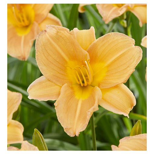 Hemerocallis Sunny Breeze