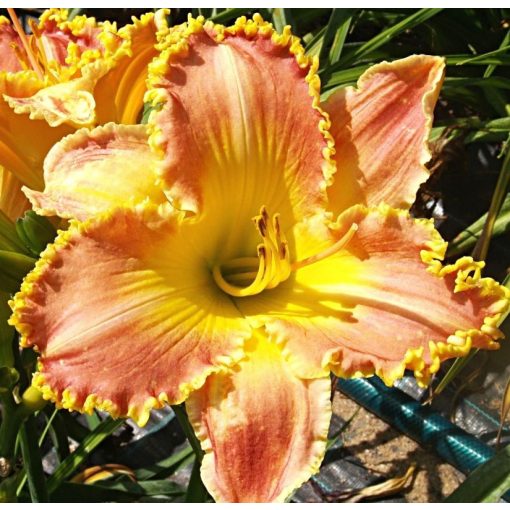 Hemerocallis Sunshine Day - Sásliliom