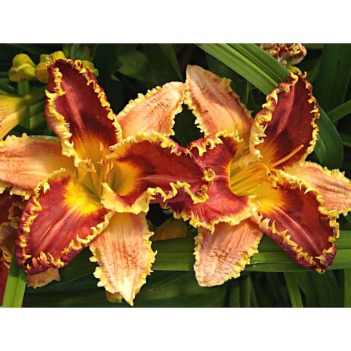 Hemerocallis Tempting Frills - Sásliliom