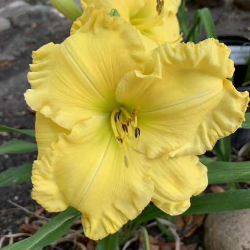 Hemerocallis Ten Galllon Hat