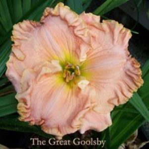 Hemerocallis The Great Goolsby - Sásliliom