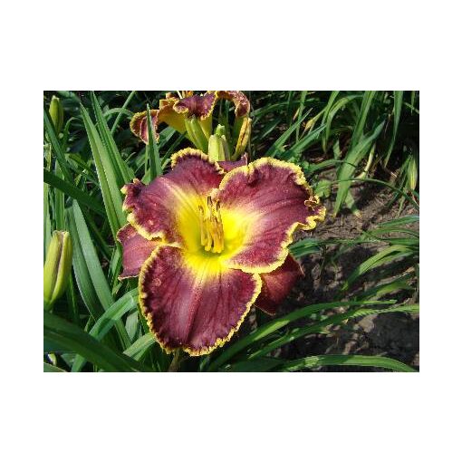 Hemerocallis Thundering Ovation - Sásliliom