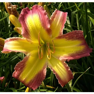 Hemerocallis Timeline - Sásliliom