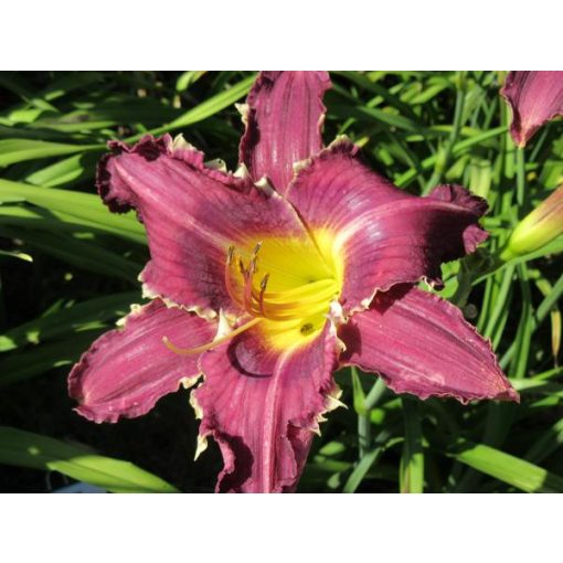 Hemerocallis Tooth Tower