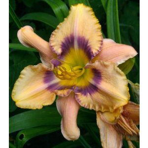 Hemerocallis Topaz Gem - Sásliliom