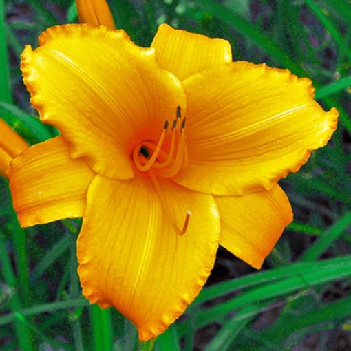 Hemerocallis Touched By Midas - Sásliliom