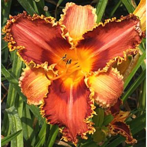 Hemerocallis Tropic Flower - Sásliliom