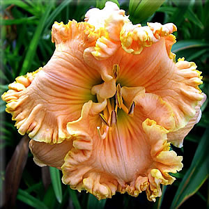 Hemerocallis Tropical Hot Flash