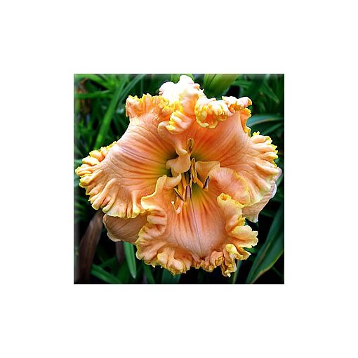 Hemerocallis Tropical Hot Flash