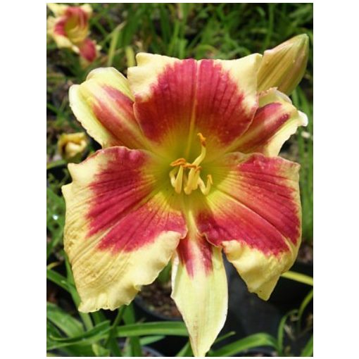 Hemerocallis Tropical Passion