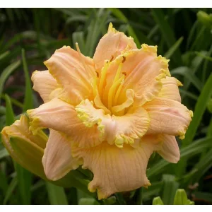 Hemerocallis Trufflicious - Sásliliom