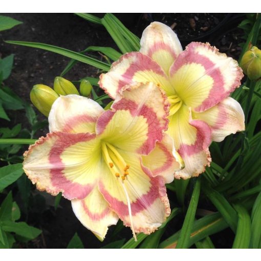 Hemerocallis Tumbled Glass - Sásliliom