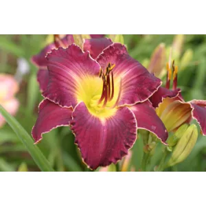 Hemerocallis Tupac Amaru - Sásliliom