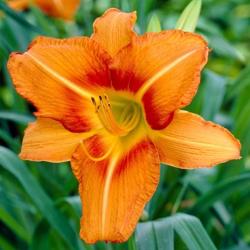 Hemerocallis Tuscawilla Tigress - Sásliliom