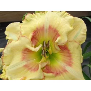 Hemerocallis Ultimate Fantasy - Sásliliom