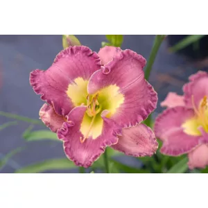 Hemerocallis Ultraviolet Mood