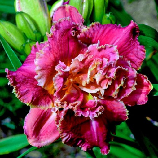 Hemerocallis Venetian Fringe