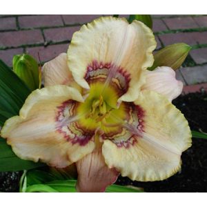 Hemerocallis Victorian Garden Heaven Applause - Sásliliom