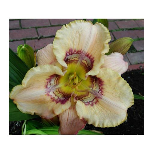 Hemerocallis Victorian Garden Heaven Applause - Sásliliom