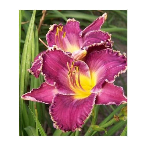 Hemerocallis Viking Magic - Sásliliom