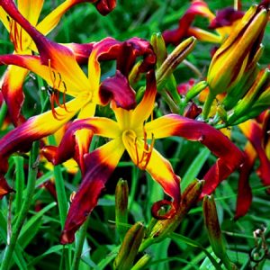 Hemerocallis Wild Wookie - Sásliliom