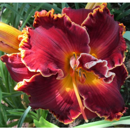 Hemerocallis Willie Markus - Sásliliom