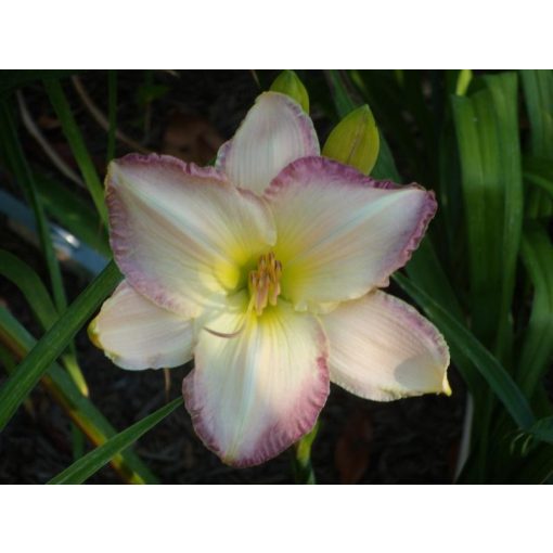 Hemerocallis Winter Orchid