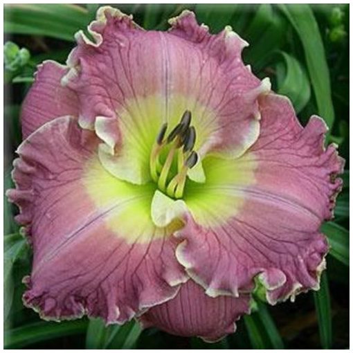 Hemerocallis World Traveler - Sásliliom