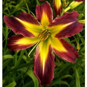 Hemerocallis Wormhole - Sásliliom