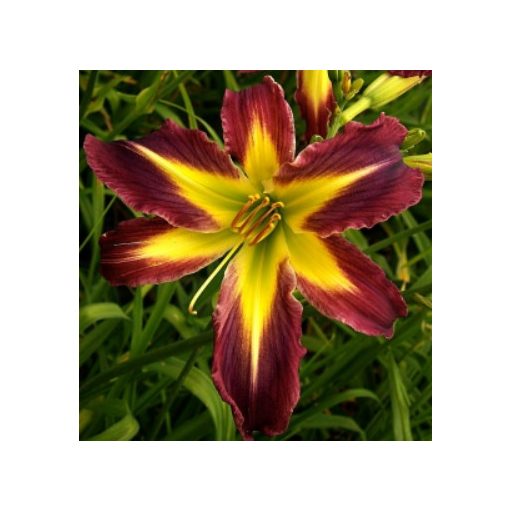 Hemerocallis Wormhole - Sásliliom