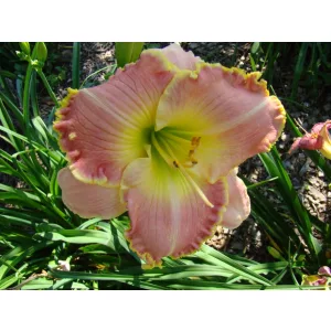 Hemerocallis Wrens Song - Sásliliom