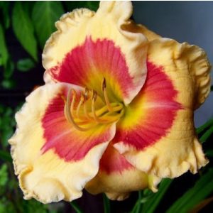 Hemerocallis X Factor - Sásliliom