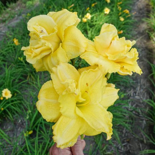 Hemerocallis Yellow Submarine - Sásliliom