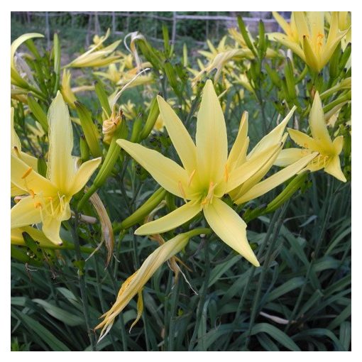 Hemerocallis citrina - Sásliliom