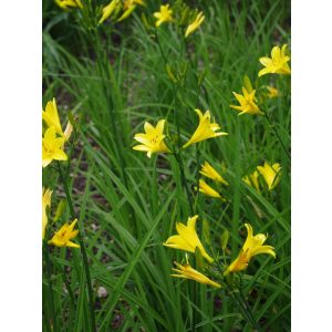 Hemerocallis lilioasphodelus - Sásliliom