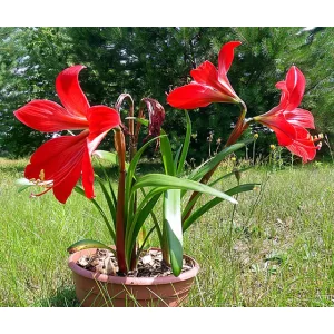 Hippeastralia Durga Pradhan