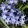 Chionodoxa forbesii - Hófény