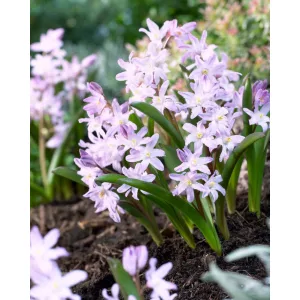 Chionodoxa forbesii Pink Giant - Hófény