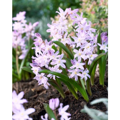 Chionodoxa forbesii Pink Giant - Hófény