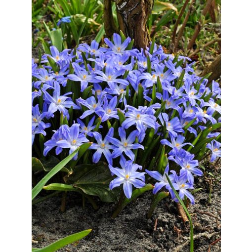 Chionodoxa luciliae - Hófény