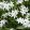Chionodoxa luciliae Alba - Hófény