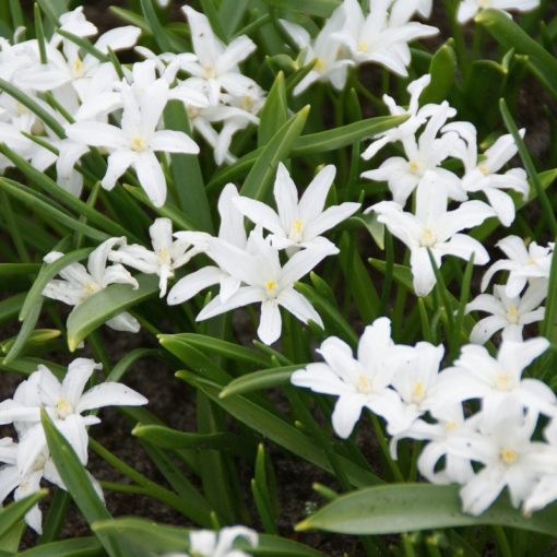 Chionodoxa luciliae Alba - Hófény