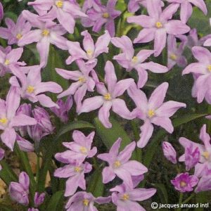 Chionodoxa luciliae Rose Queen - Hófény