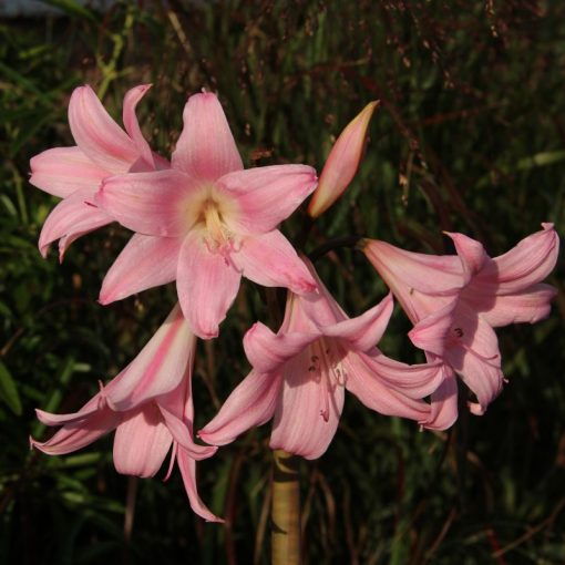 Amaryllis belladonna - Hölgyliliom