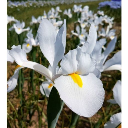 Iris hollandica Alaska - Holland írisz