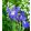 Iris hollandica Blue Magic - Holland írisz