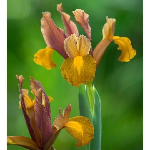 Iris hollandica Lion King - Holland írisz