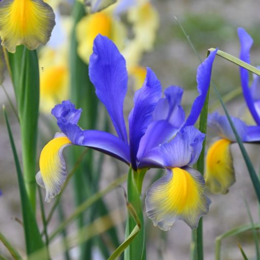 Iris hollandica Miss Saigon - Holland írisz