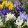 Iris hollandica Mix - Holland írisz